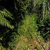 Plants: image 151 Of 208 Thumb